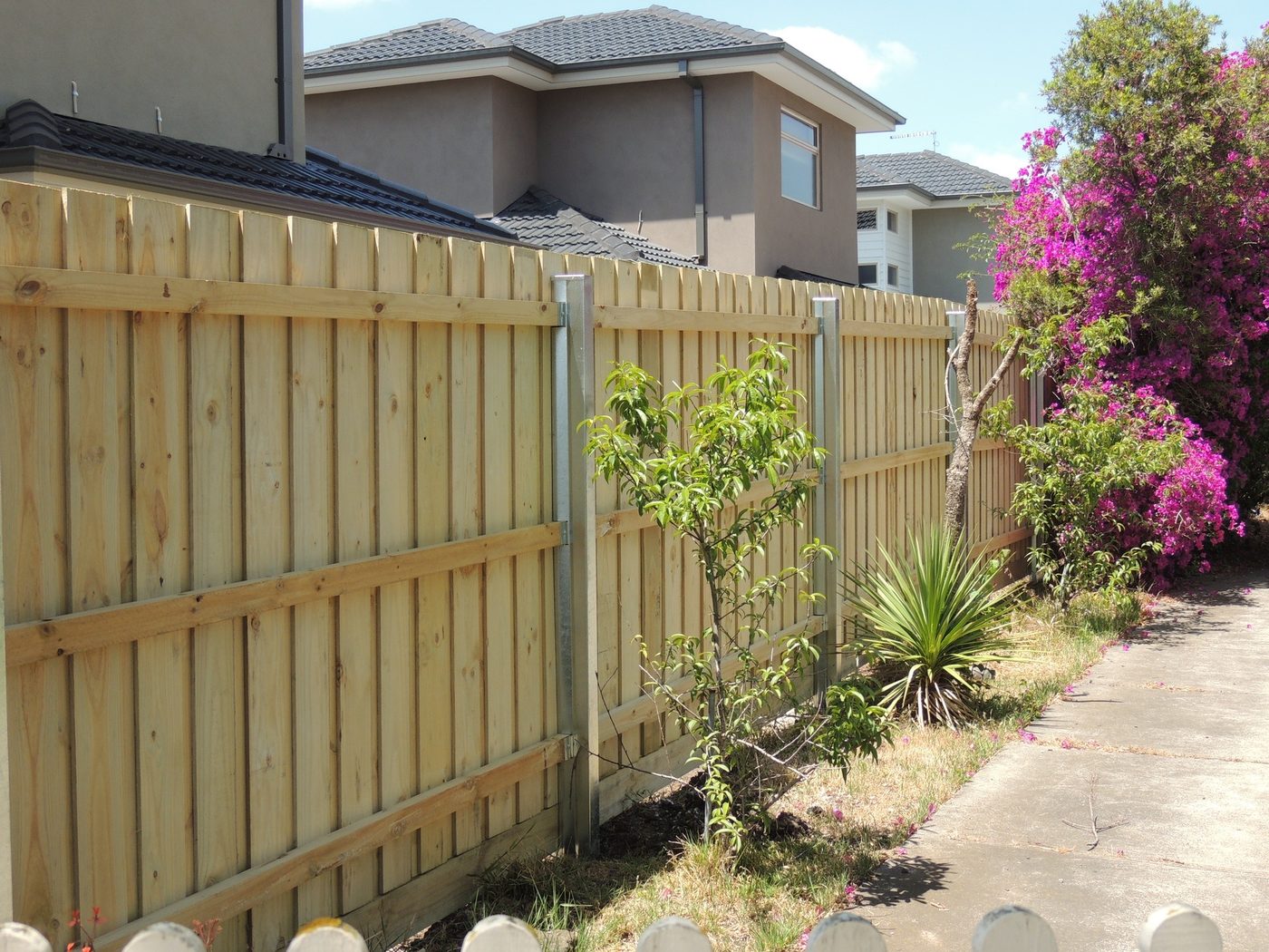 Timber fence with bougainvillea